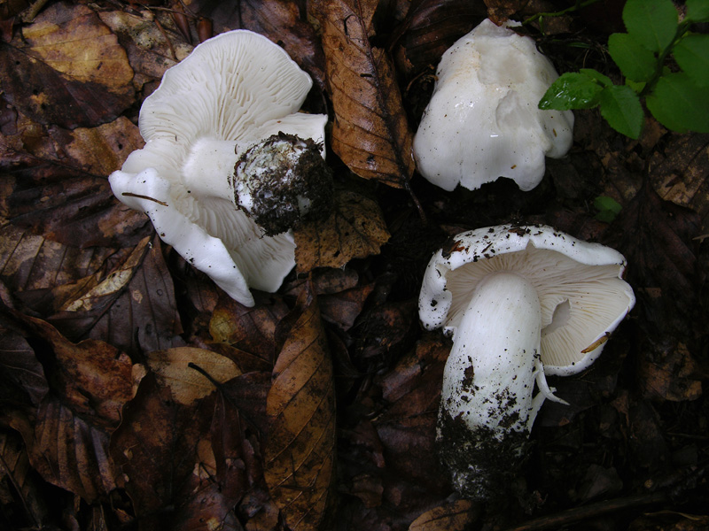 Tricholoma bianchi.